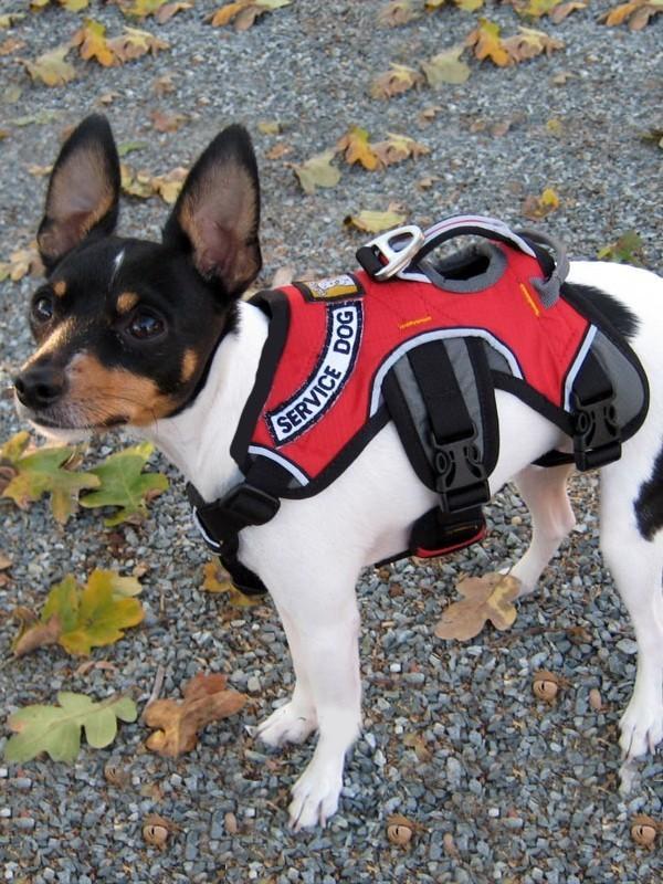 Service Harness - Red